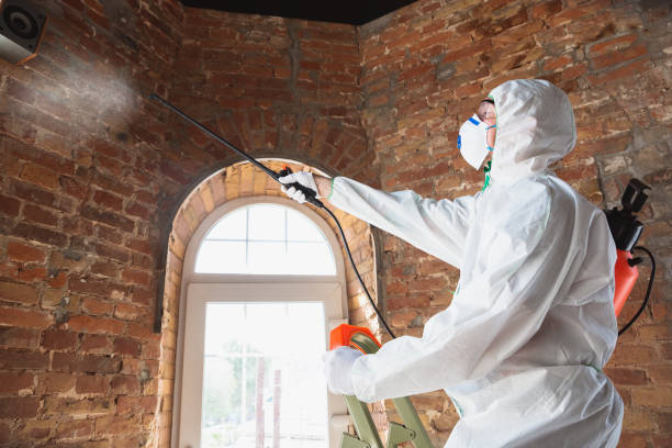 Henderson, NV Mold Removal Company